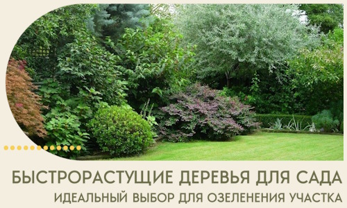Быстрорастущие деревья для сада идеальный выбор в Батайске