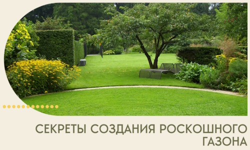 Секреты создания роскошного газона в Батайске